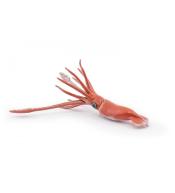 Kałamarnica olbrzymia