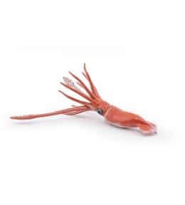 Kałamarnica olbrzymia