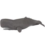 Kaszalot spermacetowy