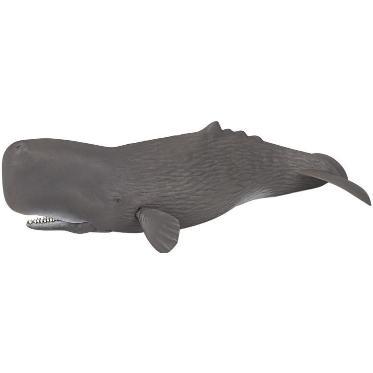 Kaszalot spermacetowy