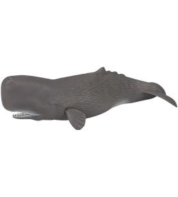 Kaszalot spermacetowy