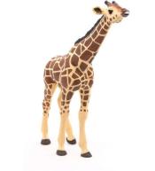 Żyrafa z wyciągniętą głową