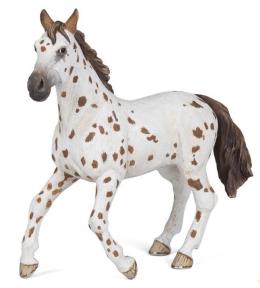 Klacz Appaloosa