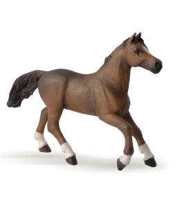 Klacz rasy angloarabskiej