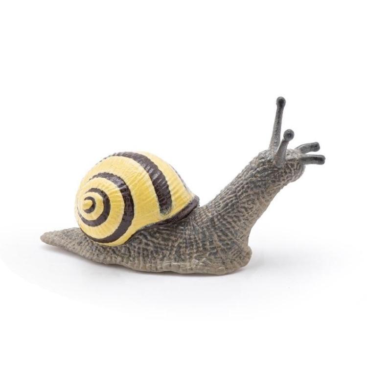 Ślimak Wstężyk gajowy