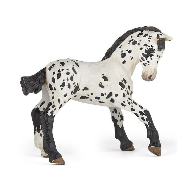 Źrebię Appaloosa