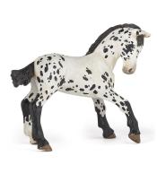 Źrebię Appaloosa