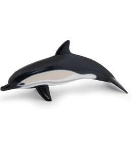 Delfin zwyczajny