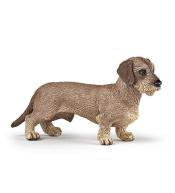 Jamnik szorstkowłosy