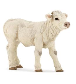 Cielę rasy Charolaise