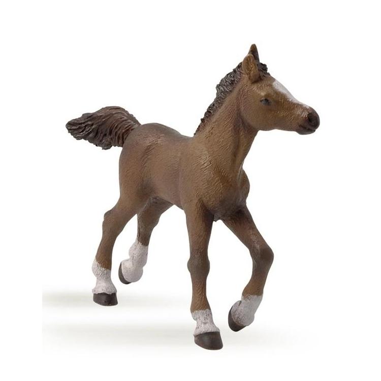 Źrebię rasy angloarabskiej