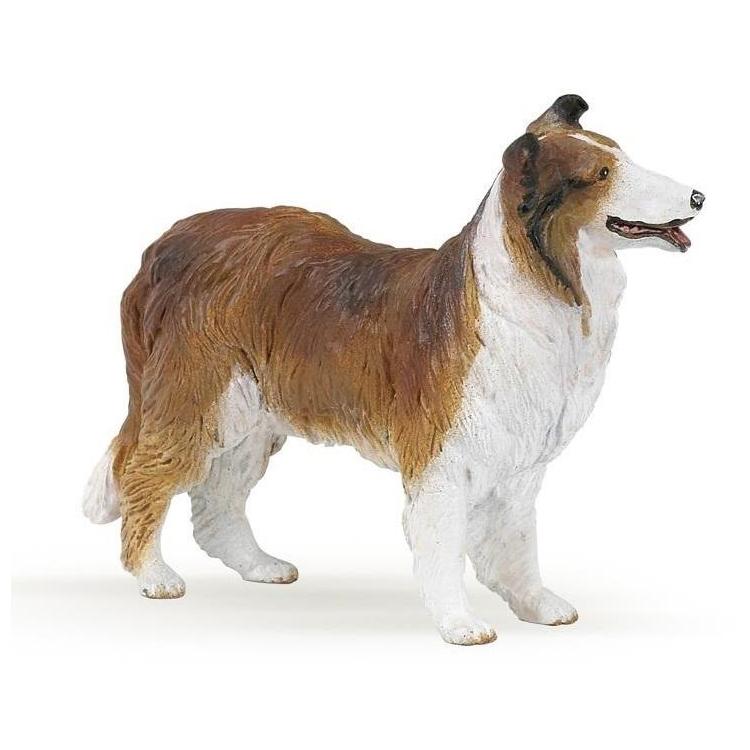 Owczarek Collie