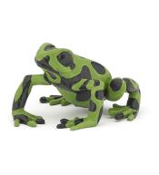Żaba równikowa zielona
