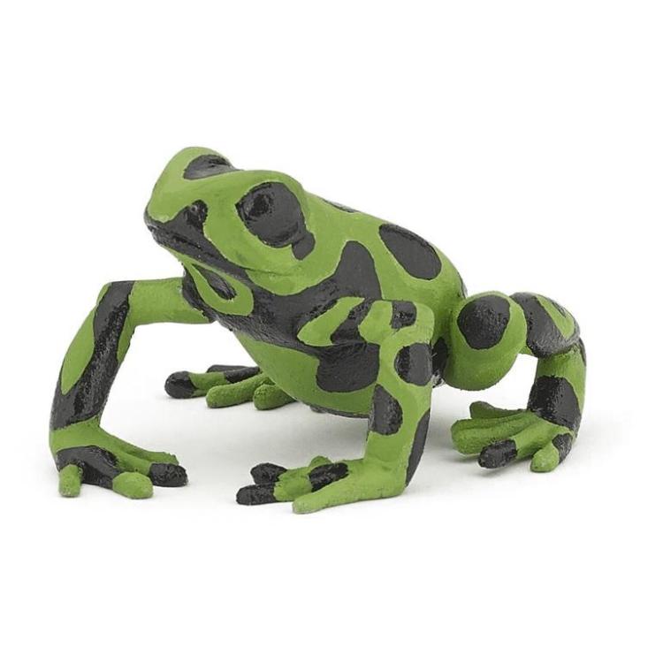 Żaba równikowa zielona