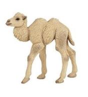 Wielbłąd dwugarbny młody