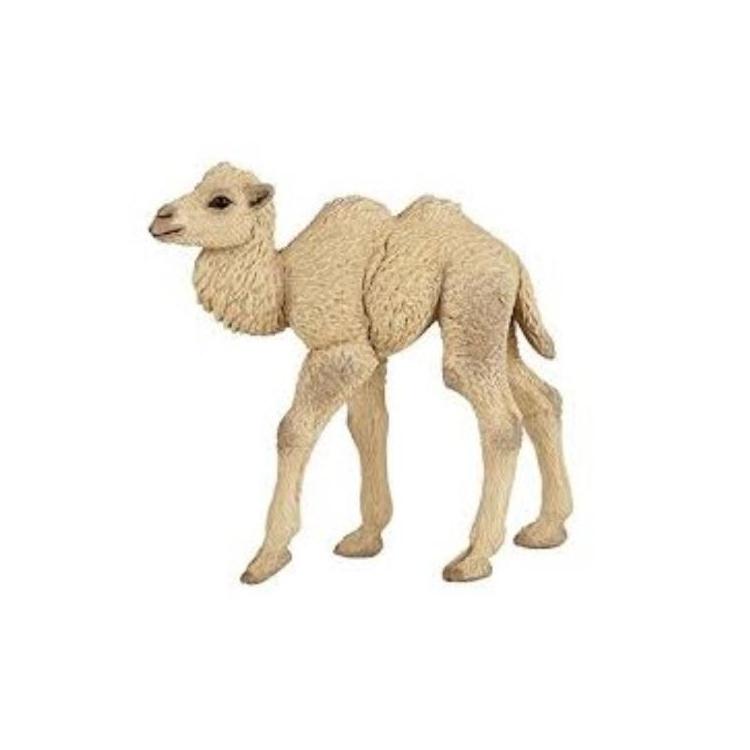 Wielbłąd dwugarbny młody