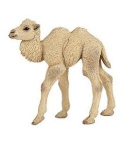 Wielbłąd dwugarbny młody