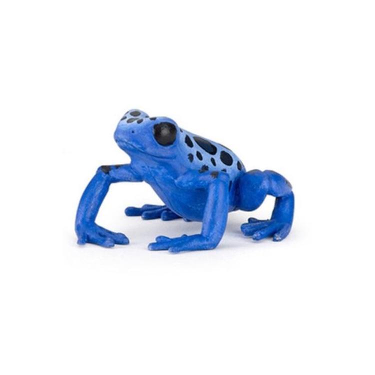 Żaba równikowa niebieska
