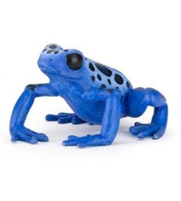 Żaba równikowa niebieska