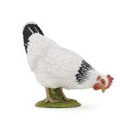 Kura biała dziobiąca