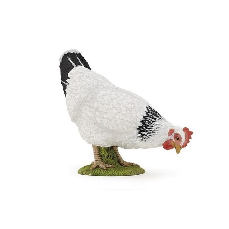 Kura biała dziobiąca