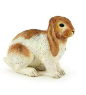 Królik Holland Lop