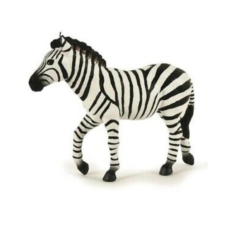 Zebra samiec