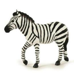 Zebra samiec