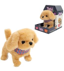 Twój pupilek piessek