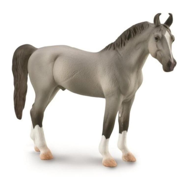 Koń Marwari Stallion szary