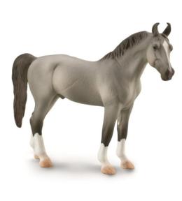 Koń Marwari Stallion szary