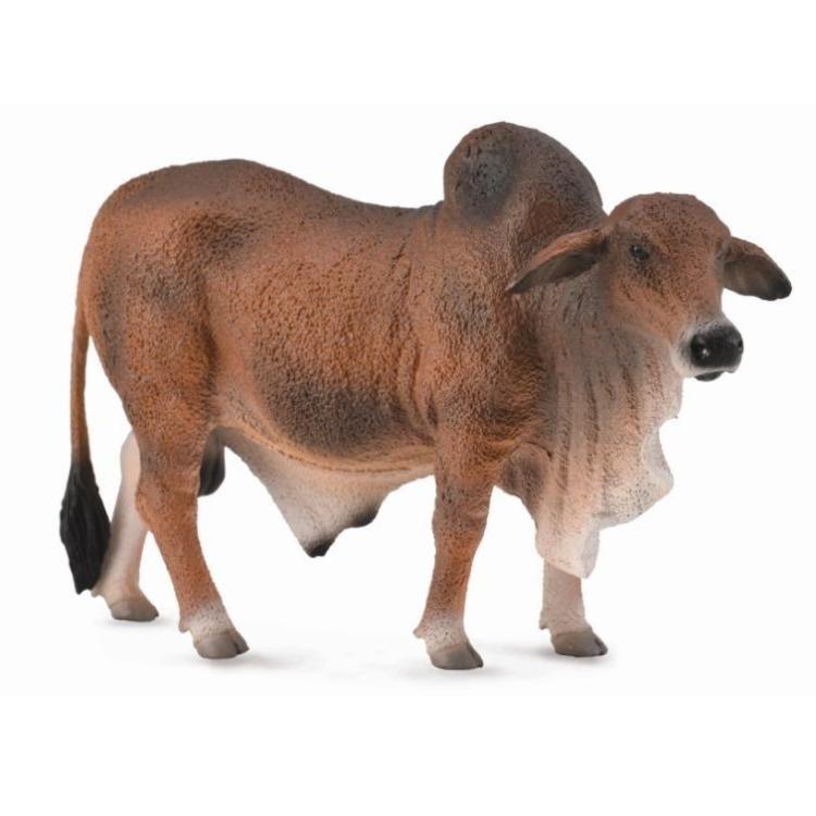 Byk czerwony brahman