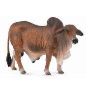 Byk czerwony brahman