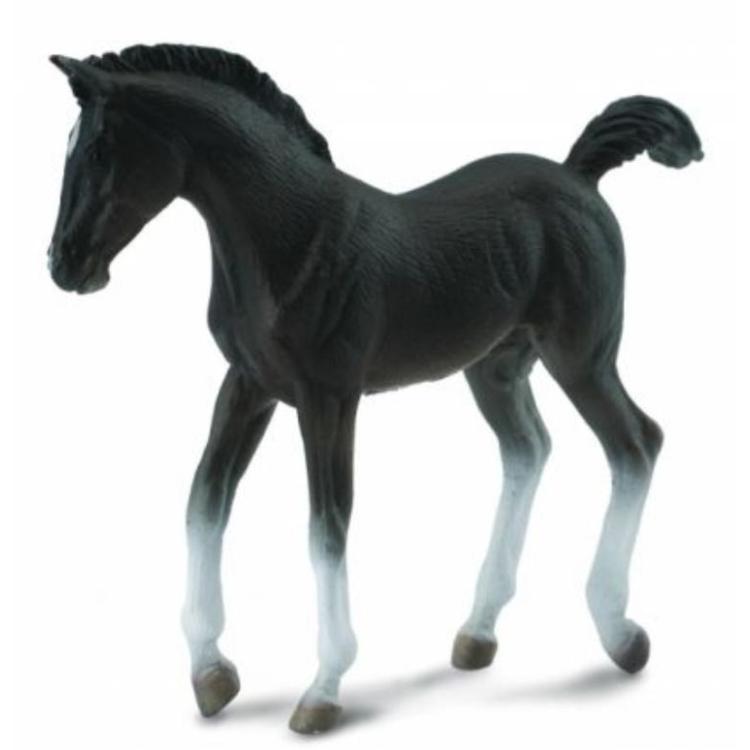 Źrebię czarne spacerujące