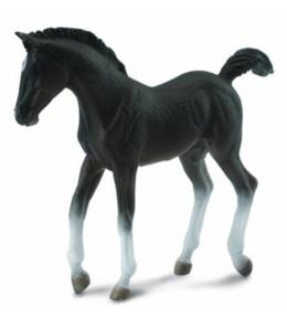 Źrebię czarne spacerujące