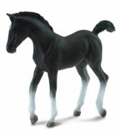 Źrebię czarne spacerujące