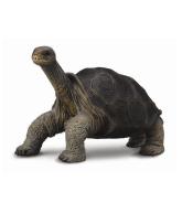 Żółw z wyspy Pinta