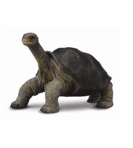 Żółw z wyspy Pinta