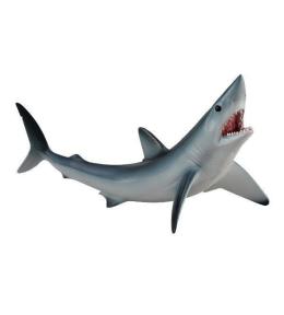 Rekin ostronos atlantycki