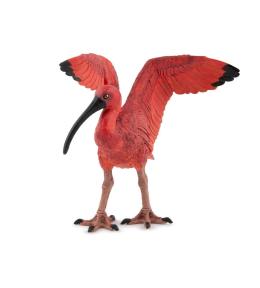 Ibis szkarłatny
