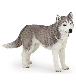 Husky syberyjski