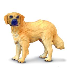 Pies golden retriever