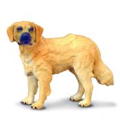 Pies golden retriever