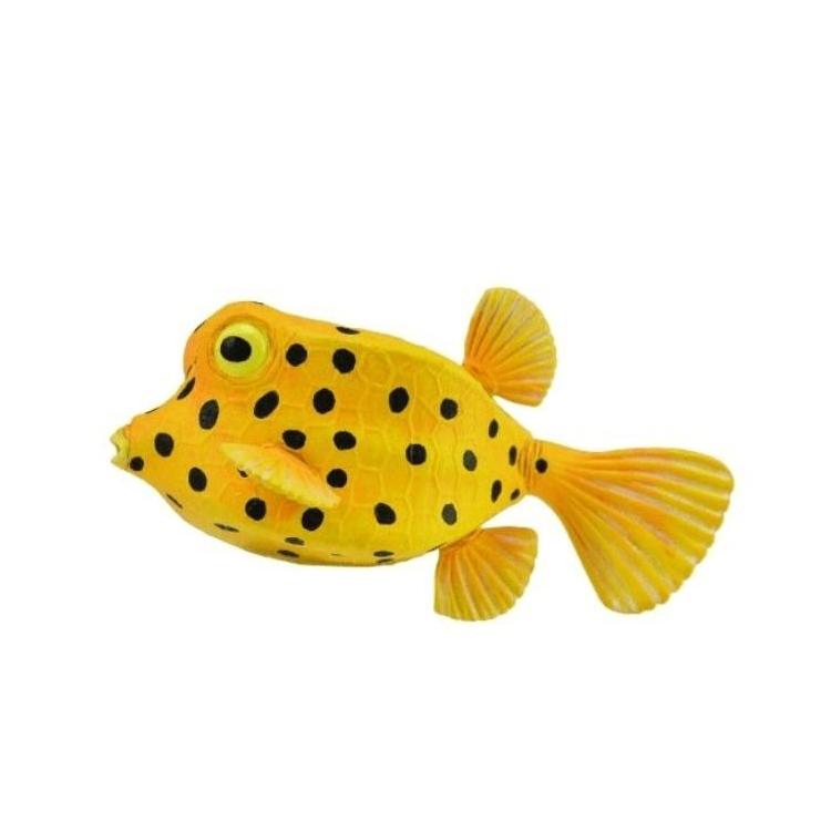 Kostera gruzełkowata