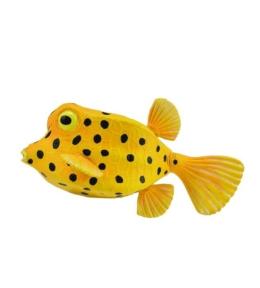 Kostera gruzełkowata