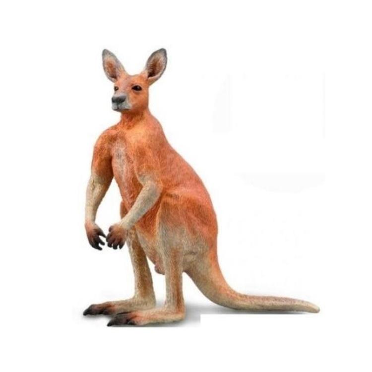 Kangur czerwony samiec