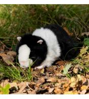 Pluszowa świnka morska