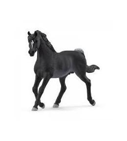 Ogier czystej krwi arabskiej