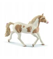 Klacz rasy Paint Mare