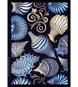 Notatnik ozdobny 143x200/64K kratka TW Muszle